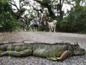 A hideg idő tönkretette Florida élővilágát