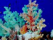 A korallok jelenthetik a kulcsot az UV elleni védelemben