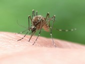 Az időjárás megfigyelése segít a dengue-láz terjedésének előrejelzésében